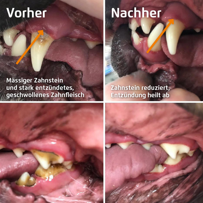 CleanyTeeth für - CleanyTeeth für Hunde