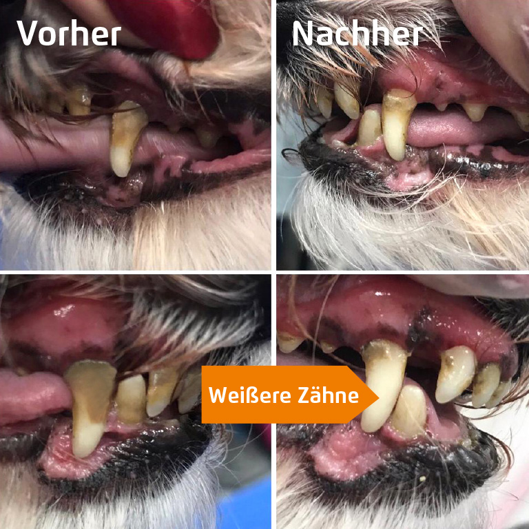 CleanyTeeth für - CleanyTeeth für Hunde