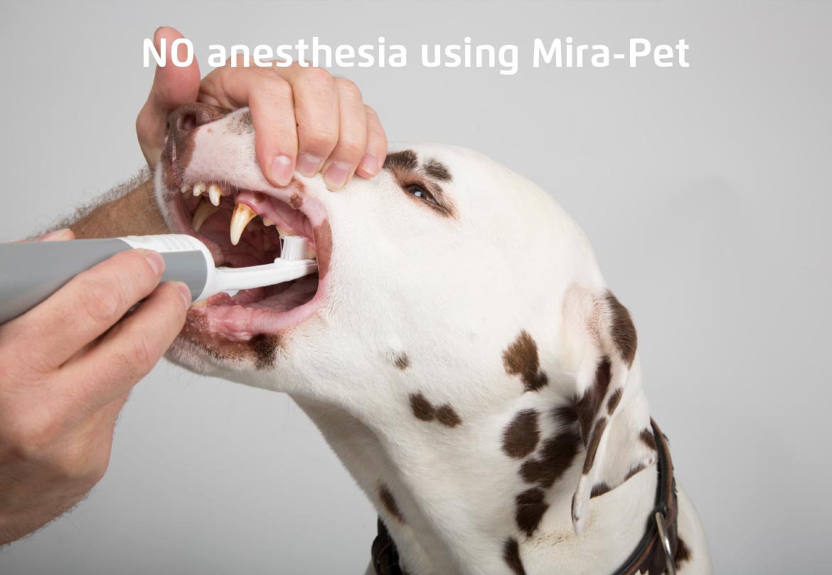 Sonic plaque remover for dogs sales