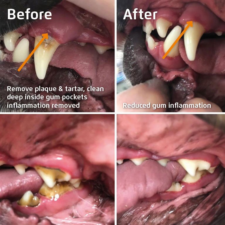 remove tartar and inflammation (before and after) with Mira-Pet
