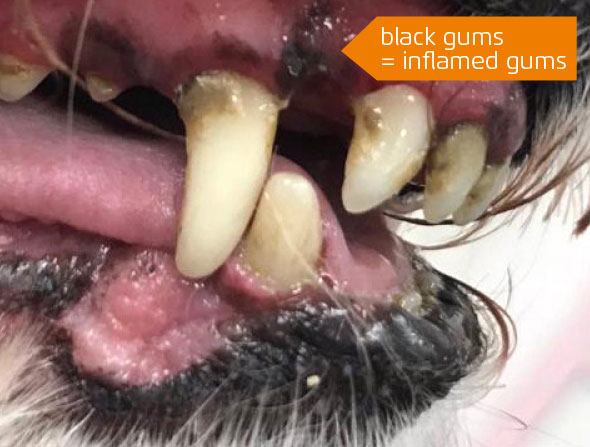 black gums inflamed gums in dogs mouth