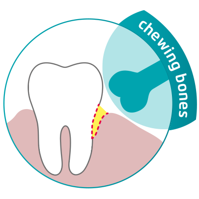 graphics showing that chewing bones do not reach into gum pockets